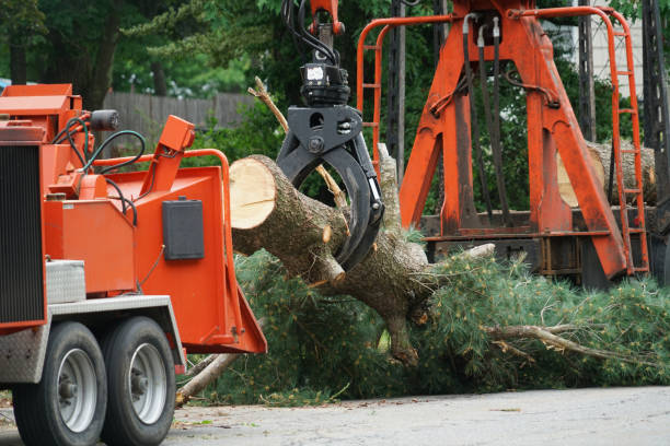 Best Tree Disease Treatment  in Montrose, MN